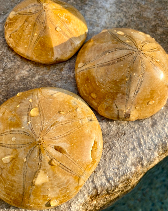 Sea Urchin Fossil |