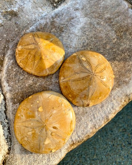 Sea Urchin Fossil |