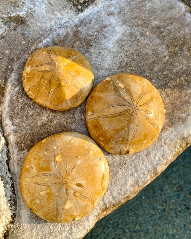 Sea Urchin Fossil |