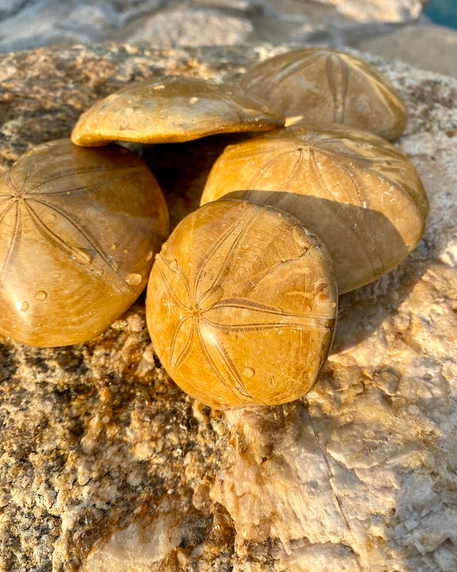 Sea Urchin Fossil |