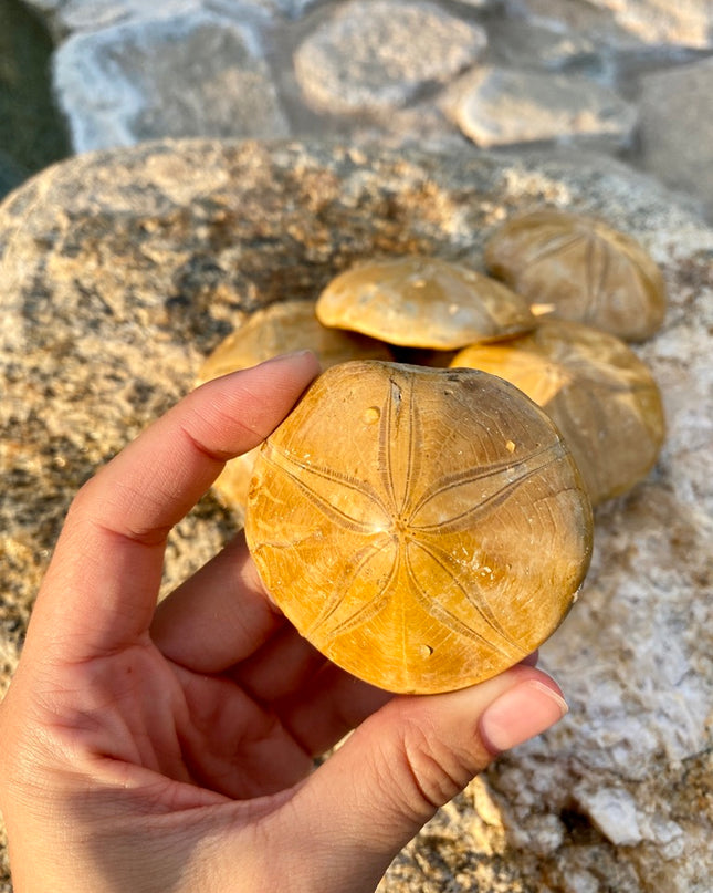 Sea Urchin Fossil |