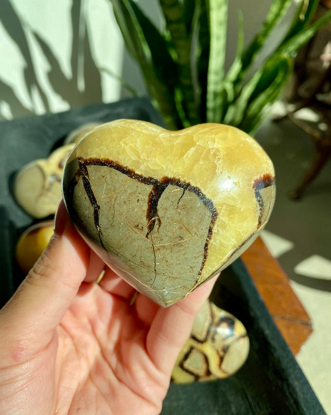 Yellow Septarian Heart | Dragon Stone
