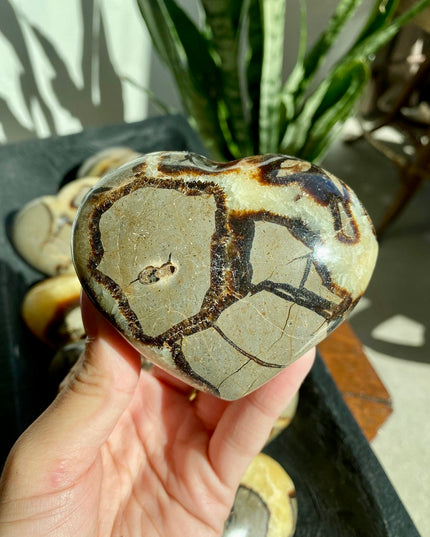 Yellow Septarian Heart | Dragon Stone